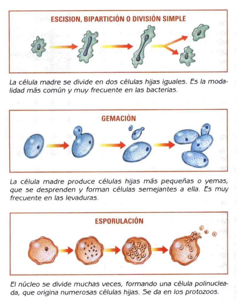 7 Ciencias 1 Lección Reproducción En Los Organismos 1 Lección Reproduccion En Los Organismos