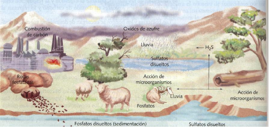 CICLO DEL AZUFRE 