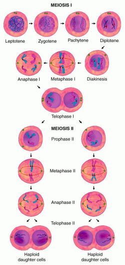 MEIOSIS