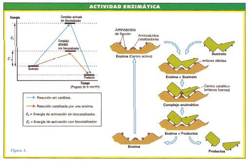 ENZIMAS 