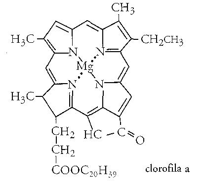 estructura de la clorofila b