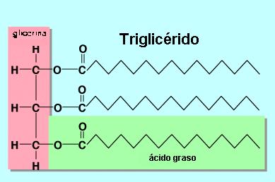 Diagrama De Trigliceridos Simple