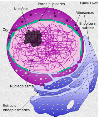 9 CIENCIAS: 1 Lección: El núcleo celular y la información hereditaria: 3  Leccion el núcleo celular y la información hereditaria
